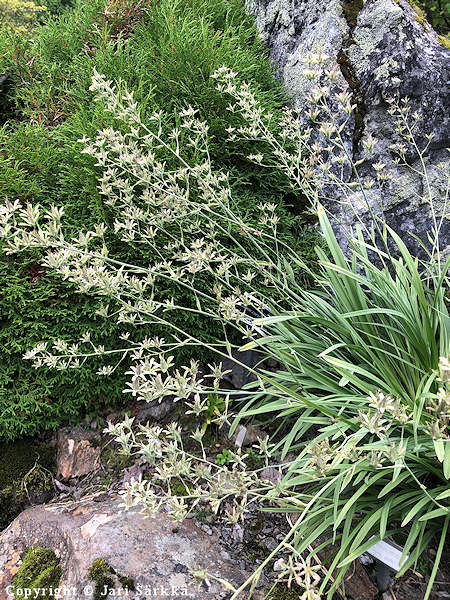 Zigadenus elegans, thtililja